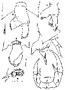 Species Pontella surrecta - Plate 3 of morphological figures