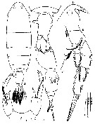 Espèce Ivellopsis denticauda - Planche 3 de figures morphologiques