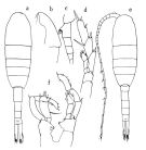 Espèce Lucicutia magna - Planche 1 de figures morphologiques