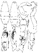 Espèce Labidocera minuta - Planche 10 de figures morphologiques