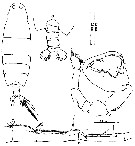 Espèce Labidocera bataviae - Planche 5 de figures morphologiques