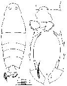 Espèce Labidocera bataviae - Planche 6 de figures morphologiques