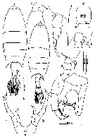 Espèce Labidocera acuta - Planche 25 de figures morphologiques