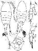 Espèce Calanopia minor - Planche 6 de figures morphologiques