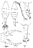 Species Labidocera bengalensis - Plate 5 of morphological figures