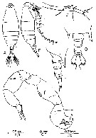 Espèce Labidocera bengalensis - Planche 6 de figures morphologiques