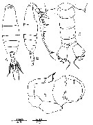 Espèce Labidocera pavo - Planche 13 de figures morphologiques