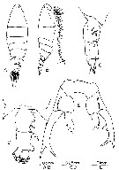 Espèce Labidocera rotunda - Planche 11 de figures morphologiques