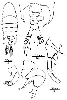 Espèce Pontellopsis regalis - Planche 14 de figures morphologiques