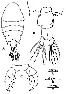Species Pontellopsis scotti - Plate 4 of morphological figures