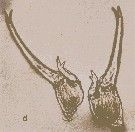 Espèce Labidocera minuta - Planche 15 de figures morphologiques