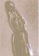 Espèce Labidocera minuta - Planche 16 de figures morphologiques