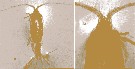 Espèce Euchaeta rimana - Planche 16 de figures morphologiques
