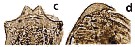 Species Parvocalanus crassirostris - Plate 22 of morphological figures