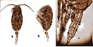 Espèce Clausocalanus minor - Planche 13 de figures morphologiques