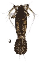 Species Euchaeta concinna - Plate 17 of morphological figures