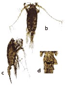 Species Euchaeta concinna - Plate 16 of morphological figures