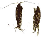 Species Euchaeta concinna - Plate 19 of morphological figures