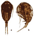 Species Temora turbinata - Plate 18 of morphological figures