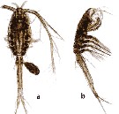 Species Oithona plumifera - Plate 13 of morphological figures