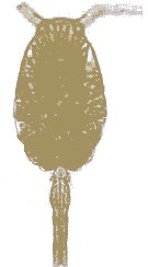 Espèce Oithona sp. - Planche 4 de figures morphologiques
