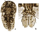 Espèce Sapphirina nigromaculata - Planche 25 de figures morphologiques