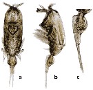 Species Corycaeus (Ditrichocorycaeus) dahli - Plate 14 of morphological figures