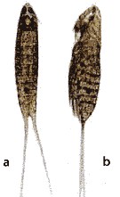Espèce Microsetella sp. - Planche 3 de figures morphologiques