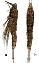 Species Macrosetella gracilis - Plate 18 of morphological figures