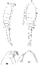 Espèce Oithona robusta - Planche 7 de figures morphologiques