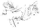 Espèce Oithona robusta - Planche 8 de figures morphologiques