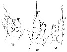 Espèce Oithona nana - Planche 21 de figures morphologiques