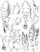 Species Pseudodiaptomus stuhlmanni - Plate 1 of morphological figures