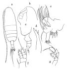 Espèce Euaugaptilus laticeps - Planche 1 de figures morphologiques