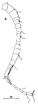 Species Candacia armata - Plate 4 of morphological figures