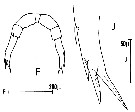 Espèce Candacia varicans - Planche 3 de figures morphologiques