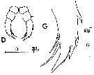 Espèce Candacia simplex - Planche 9 de figures morphologiques