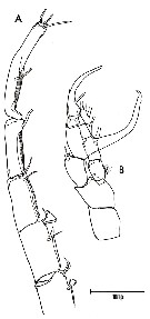 Species Centropages kroyeri - Plate 5 of morphological figures