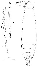 Espèce Eucalanus hyalinus - Planche 21 de figures morphologiques