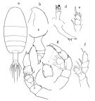 Espèce Euaugaptilus magnus - Planche 1 de figures morphologiques