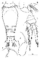 Species Oncaea curta - Plate 3 of morphological figures