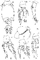 Espèce Oncaea mediterranea - Planche 22 de figures morphologiques