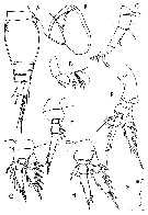 Espèce Oncaea venusta - Planche 31 de figures morphologiques