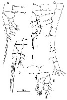 Species Oithona parvula - Plate 5 of morphological figures