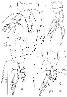 Species Oithona plumifera - Plate 21 of morphological figures