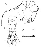 Espèce Acartia (Acartiura) clausi - Planche 41 de figures morphologiques