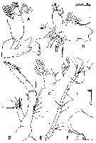 Espèce Acartia (Acartiura) clausi - Planche 42 de figures morphologiques