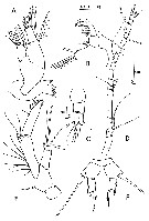 Espèce Acartia (Acartiura) clausi - Planche 43 de figures morphologiques