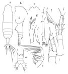 Espèce Euaugaptilus angustus - Planche 1 de figures morphologiques