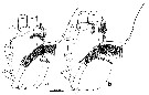Espèce Euchirella orientalis - Planche 3 de figures morphologiques